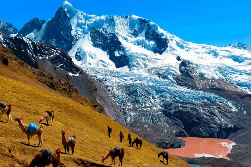 Landescape with llamas