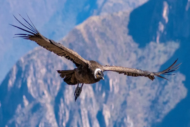colca canyon