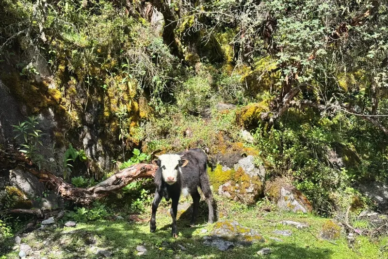 lares trek to machu picchu