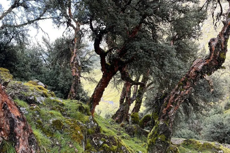 lares trek to machu picchu