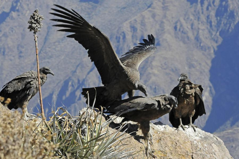 COLCA VALLEY