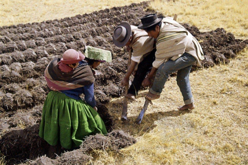 Inca Agriculture and Farming